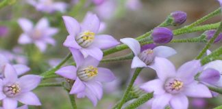 Petit guide des élixirs du Bush australien