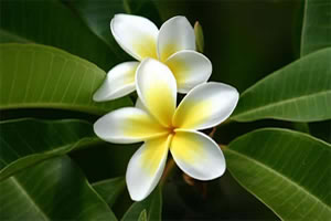 Frangipani