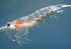 Les bienfaits de l'huile de krill