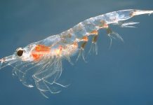 Le krill Les bienfaits de l'huile de krill