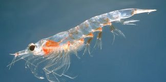 Le krill Les bienfaits de l'huile de krill