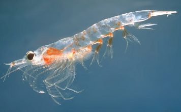 Le krill Les bienfaits de l'huile de krill