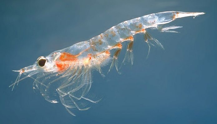 Les bienfaits de l'huile de krill