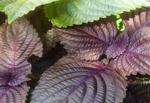 La périlla et ses huiles de santé