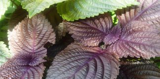 La périlla et ses huiles de santé