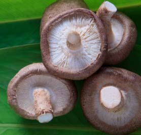 le shiitake est un immunostimulant exceptionnel