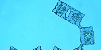 Une super source d’Oméga 3, l’algue Odontella aurita Odontella aurita, source d'oméga 3 végétale