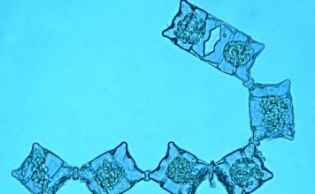 Une super source d’Oméga 3, l’algue Odontella aurita Odontella aurita, source d'oméga 3 végétale