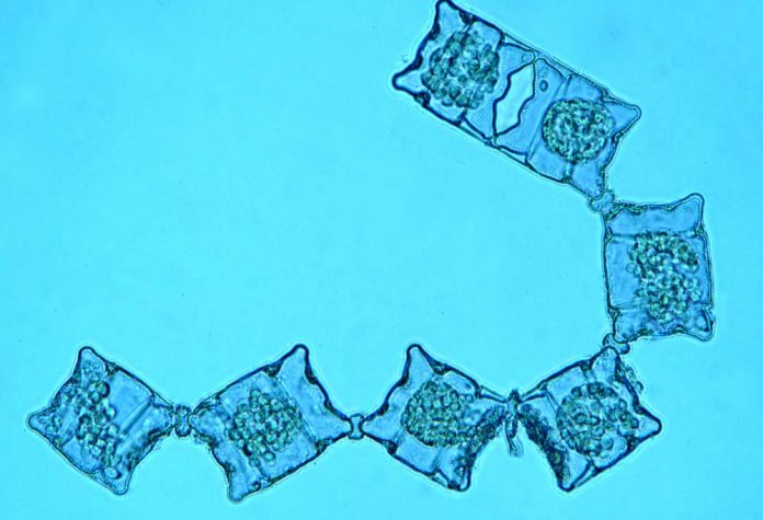 Odontella aurita, source d'oméga 3 végétale