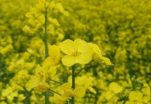 L’huile de colza propriétés thérapeutiques de l'huile de colza