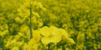 L’huile de colza propriétés thérapeutiques de l'huile de colza