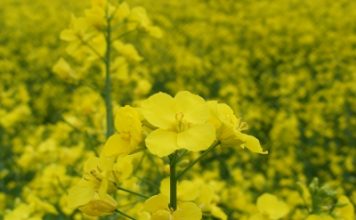 L’huile de colza propriétés thérapeutiques de l'huile de colza