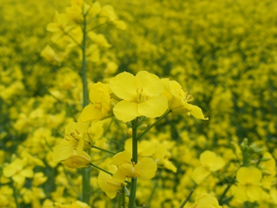 L'huile de colza fait des miracles au jardin, voici comment