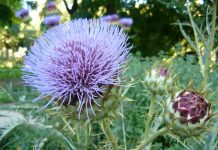 Prenez soin de votre foie Cynara cardunculus, d'où l'on extrait la silymarine