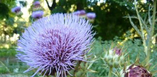 Une plante hépatique d’Amérique du sud Cynara cardunculus, d'où l'on extrait la silymarine