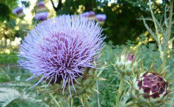 Prenez soin de votre foie Cynara cardunculus, d'où l'on extrait la silymarine