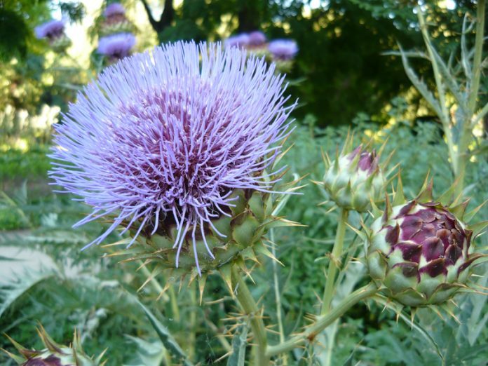 Cynara cardunculus, d'où l'on extrait la silymarine