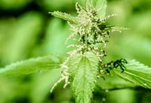 Les multiples vertus de l’ortie Remèdes naturels, phytothérapie : l'ortie