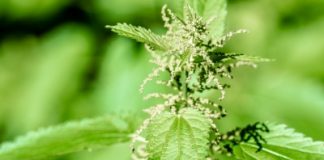 Les multiples vertus de l’ortie Remèdes naturels, phytothérapie : l'ortie