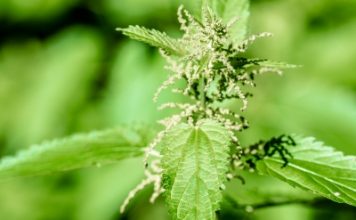 Les multiples vertus de l’ortie Remèdes naturels, phytothérapie : l'ortie