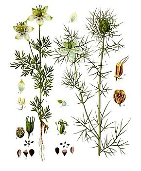 remèdes naturels à base de nigelle remèdes naturels à base de nigelle