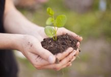 Plantes et semences bio Plantes et semences bio