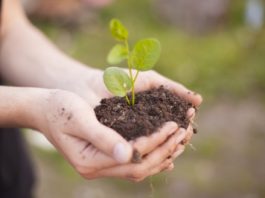 Plantes et semences bio Plantes et semences bio