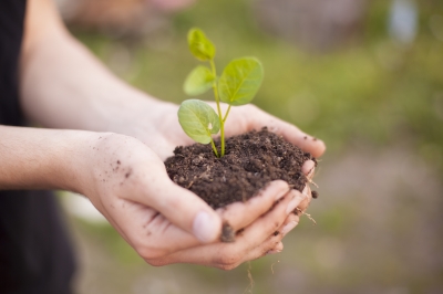 Plantes et semences bio