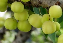 Amla, le complément anti-cholestérol amla anti-cholestérol