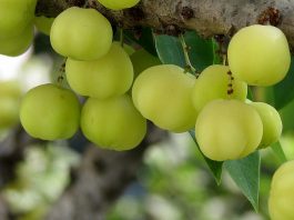 Amla, le complément anti-cholestérol amla anti-cholestérol