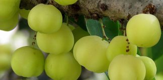 Amla, le complément anti-cholestérol amla anti-cholestérol