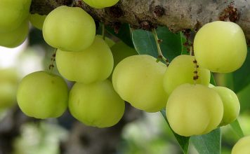 Amla, le complément anti-cholestérol amla anti-cholestérol