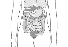 Quand le ventre va, tout va ! la santé du système digestif