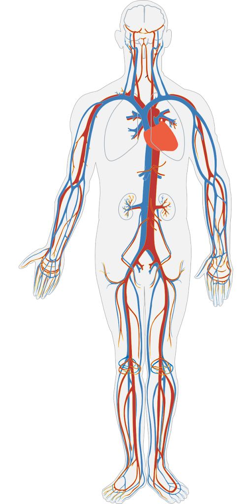 extrait d'écorce de pin protection vasculaire cérébrale et cardiaque