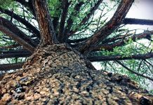 L’extrait d’écorce de pin, une étonnante panacée ! vertus santé de l'extrait d'écorce de pin