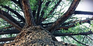 L’extrait d’écorce de pin, une étonnante panacée ! vertus santé de l'extrait d'écorce de pin