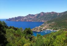 Les bonnes plantes de Corse les plantes de Corse