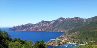 Les bonnes plantes de Corse les plantes de Corse