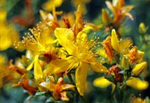 Une plante contre la dépression et l’insomnie : le millepertuis millepertuis anti-dépresseur naturel