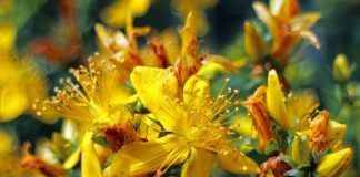 Une plante contre la dépression et l’insomnie : le millepertuis millepertuis anti-dépresseur naturel