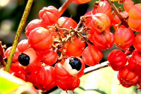 guarana complément nutritionnel stimulant