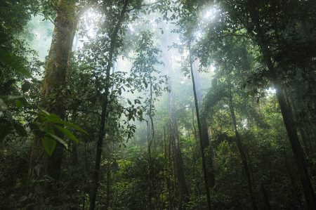 compléments à base de plantes amazoniennes et tropicales