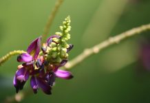 Anéantissez toute dépendance grâce au Kudzu le kudzu pour arrêter de fumer