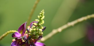 Anéantissez toute dépendance grâce au Kudzu le kudzu pour arrêter de fumer
