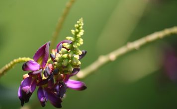 Anéantissez toute dépendance grâce au Kudzu le kudzu pour arrêter de fumer