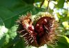 les compléments issus de plantes tropicales : urucum, guarana, stevia...