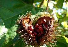 Compléments des tropiques les compléments issus de plantes tropicales : urucum, guarana, stevia...