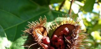 Compléments des tropiques les compléments issus de plantes tropicales : urucum, guarana, stevia...