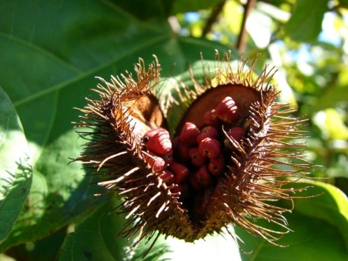 les compléments issus de plantes tropicales : urucum, guarana, stevia...