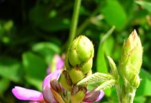 Un protecteur du foie, le desmodium Le desmodium pour soigner le foie